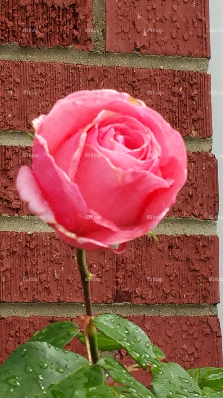 pink rose. my 1st flower of the year