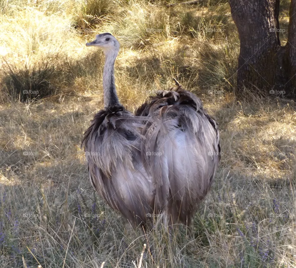 Rheas