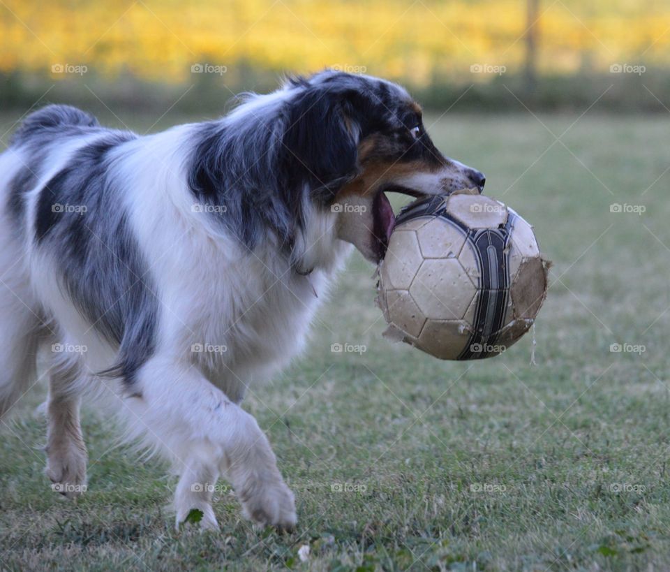 Miniature Australian Shepherd and his soccer ball. 