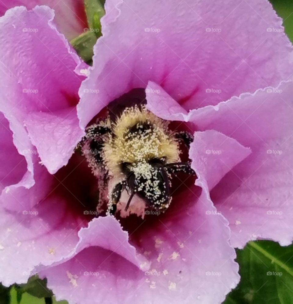 pollen passion