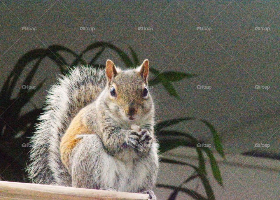 Squirrel 