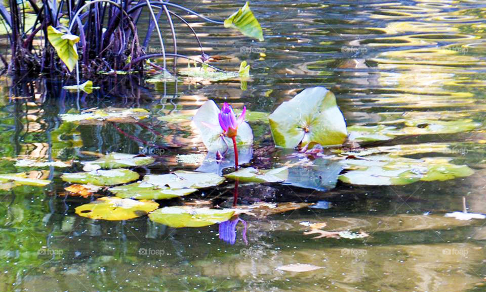 Lily pond. Lily pond in fountain  in Central Park, NYC