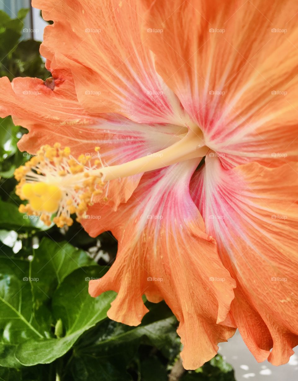 This beautiful giant orange julep-colored Hibiscus is bursting with so much color that it almost looks edible. The bright yellow stamens are in ready to tempt bees as they pass nearby. 