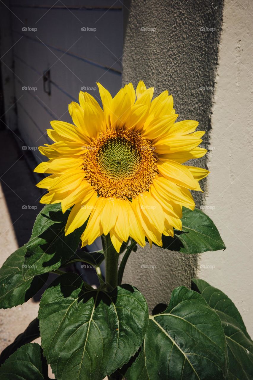 Sunflower 