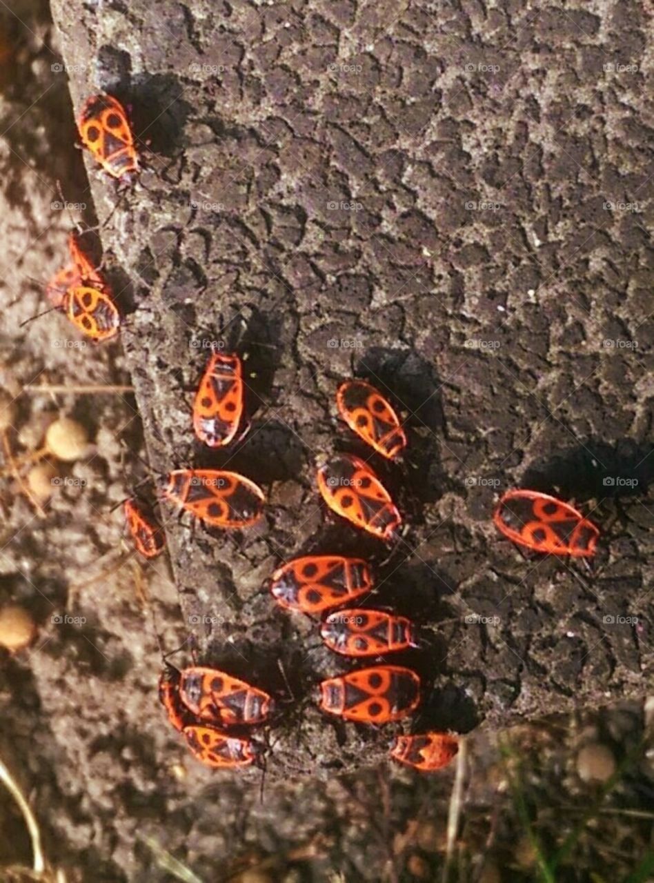 Fire beetles I spotted on a visit to Poland...