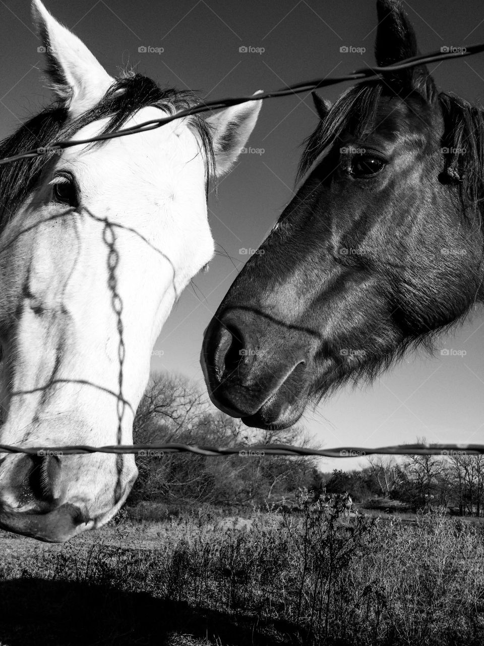 Horses in Black and White