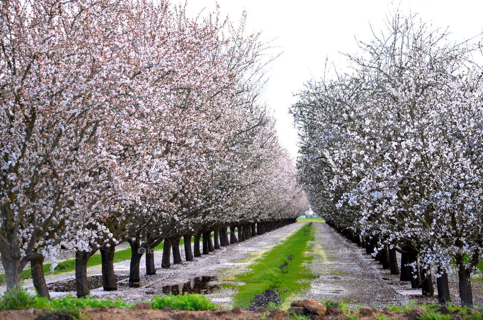 Spring orchard