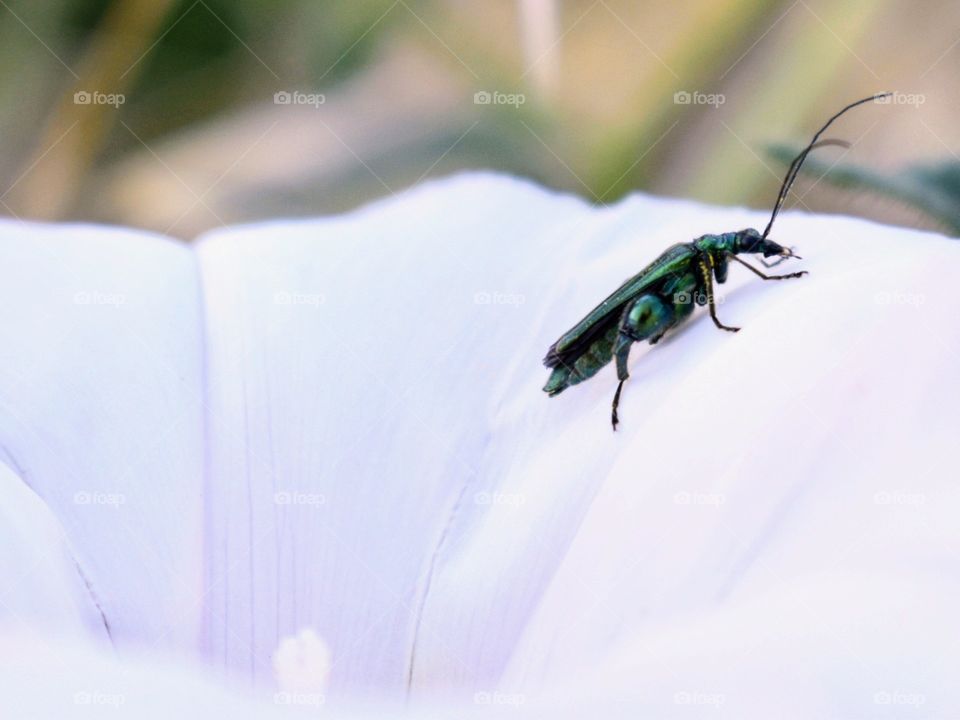 green insect on a white flower
