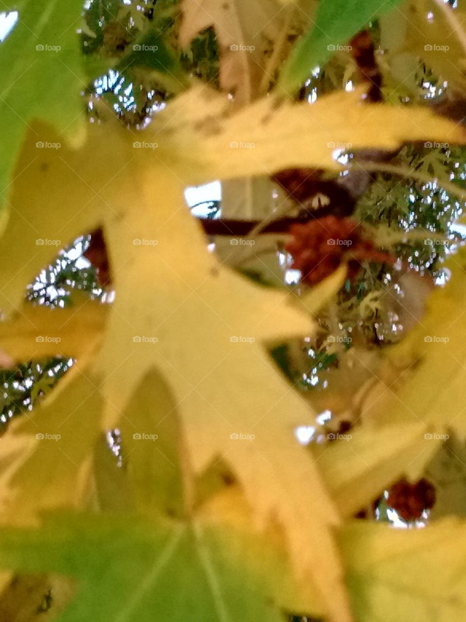 golden autumn leaves