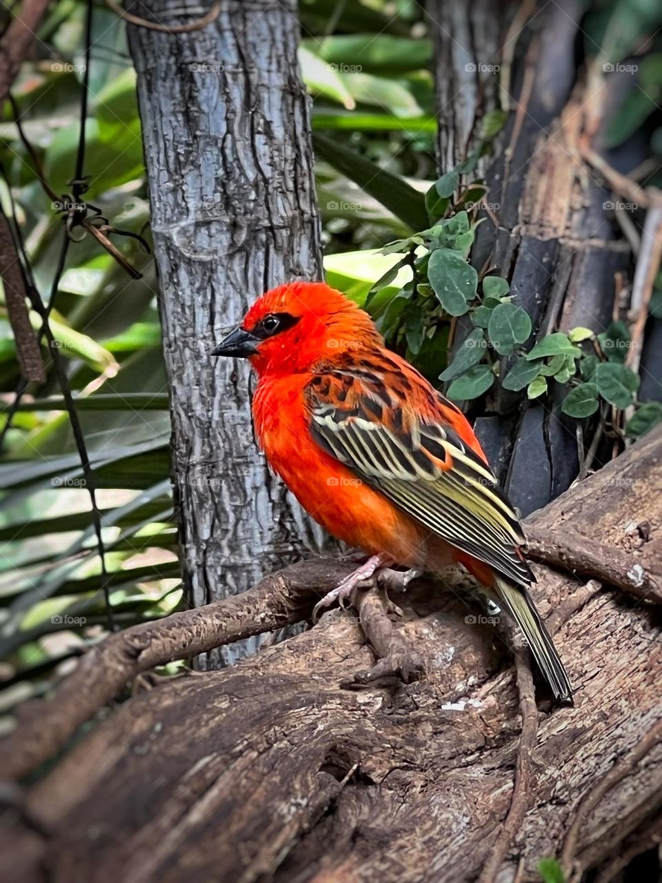 The colors of Autumn… Beautiful little bird. Orange, yellow and brown colors 