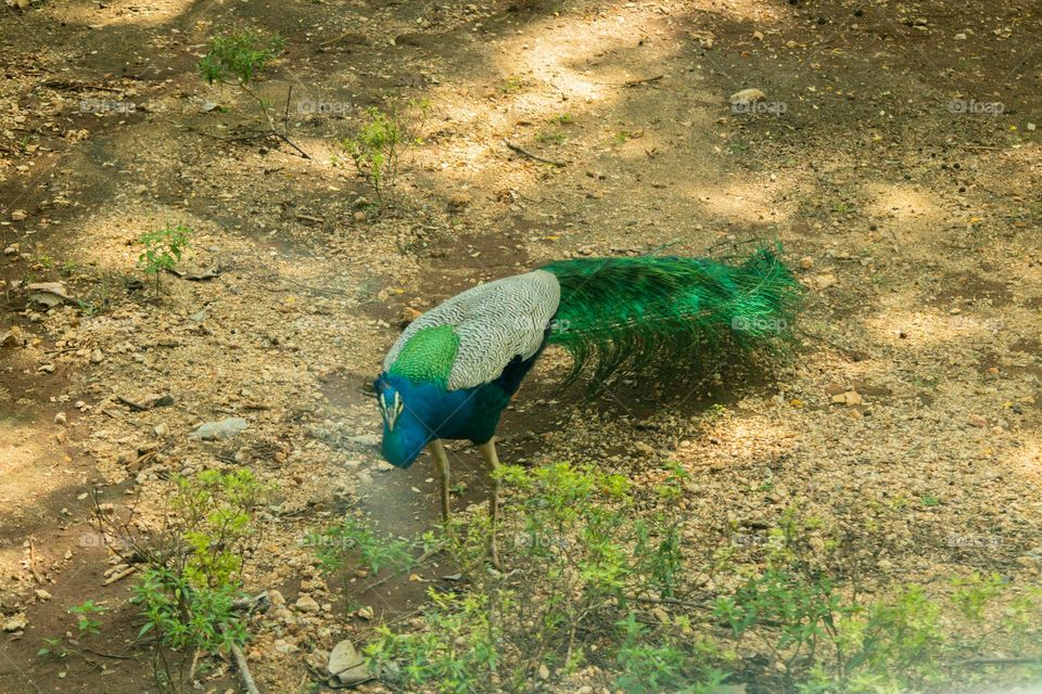 Peacock, Sri Lanka ridiyagama safari Park.