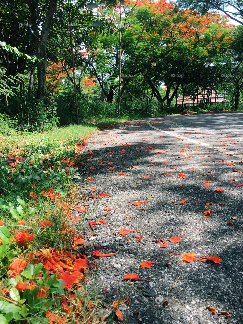 Orange flowers fall on the road 