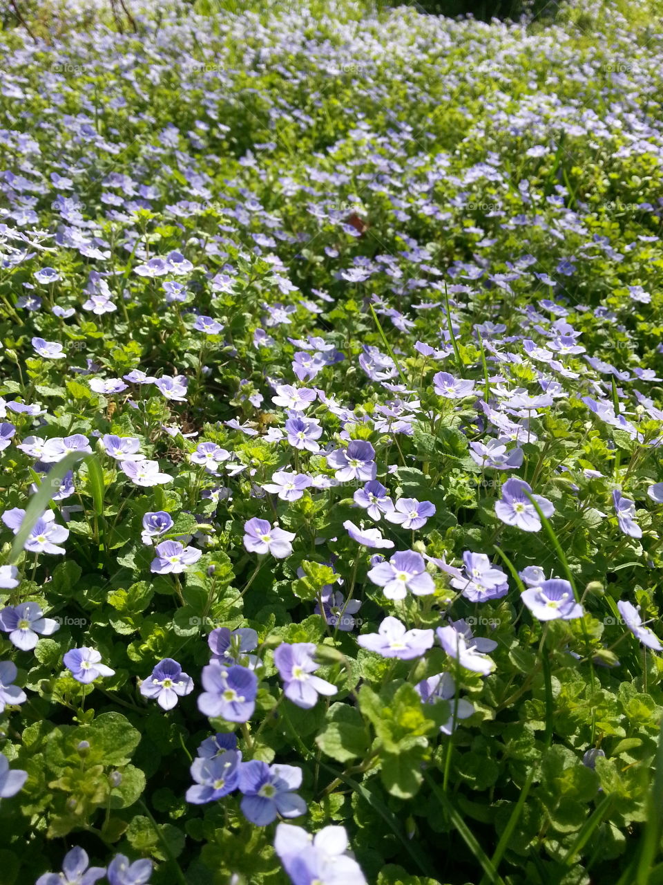 Flower, Flora, Nature, Leaf, Garden