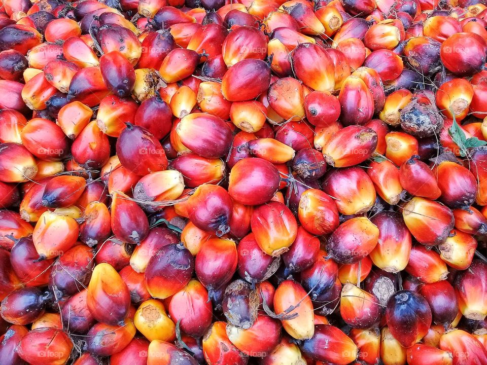 oil palm fruit seeds.palm seeds are processed into palm oil