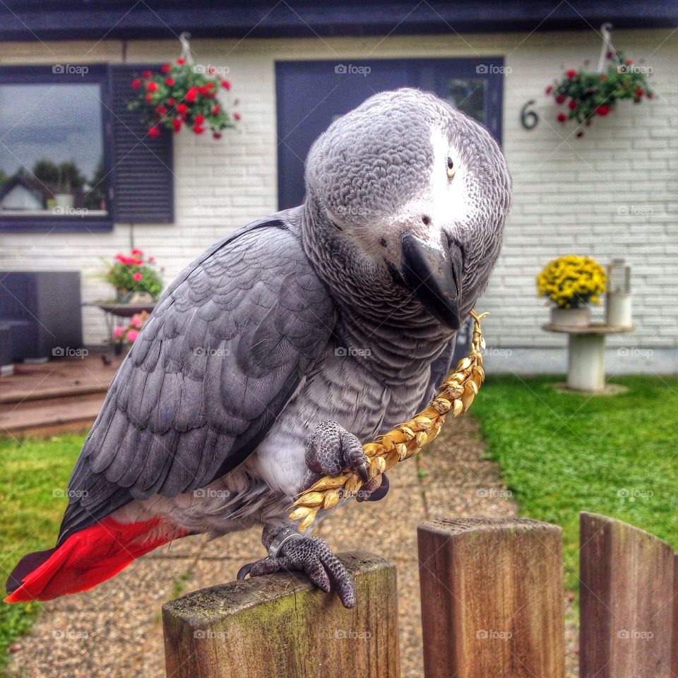 Parrot. Posing like a model