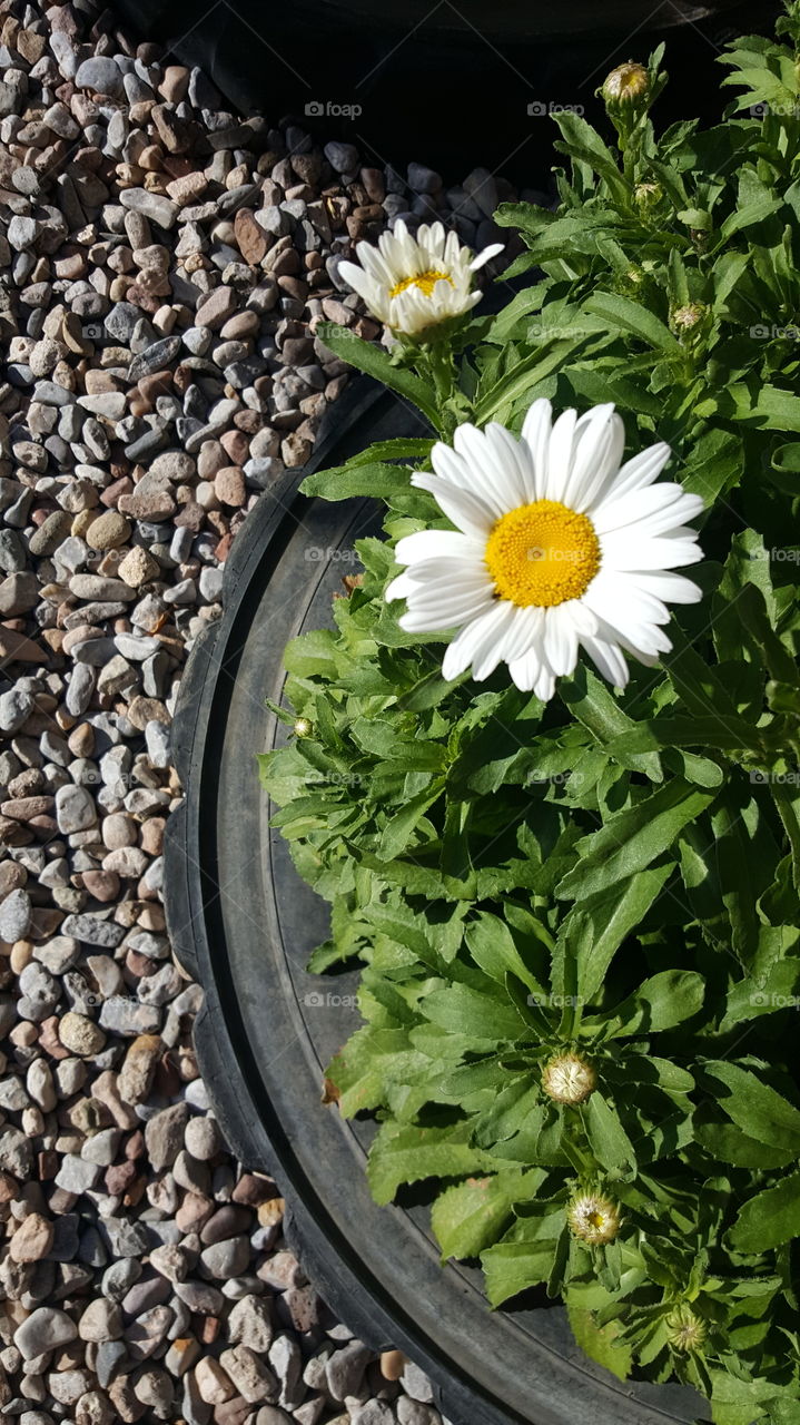 Daisy in a tire planter