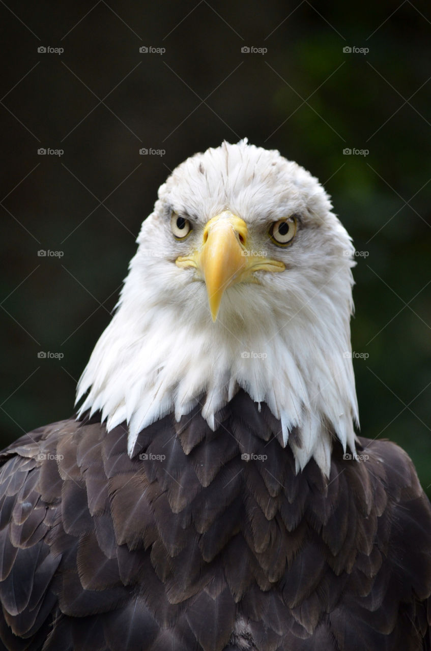 bird animals wildlife eagle by dperry
