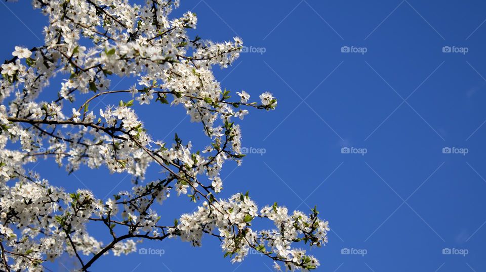 White cherry blossoms