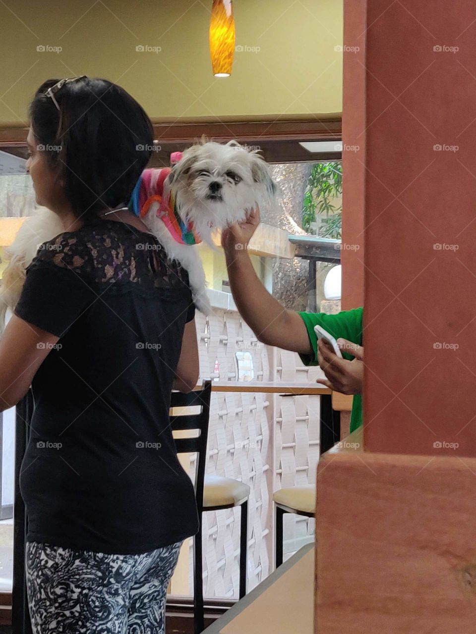 cute white pet dog with color clothes on her mom's shoulder at Subway