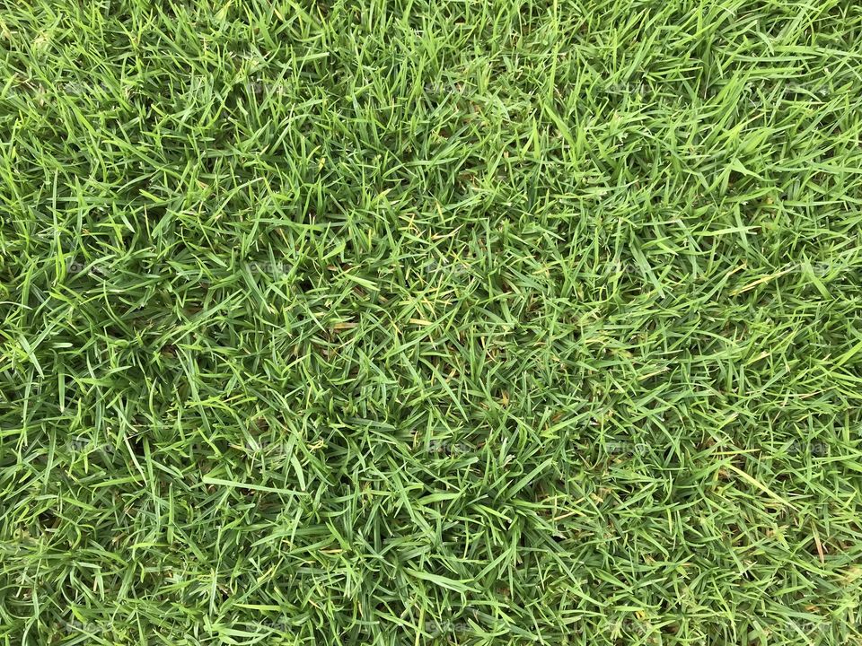 Grass, Lawn, Turf, Yard, Growth