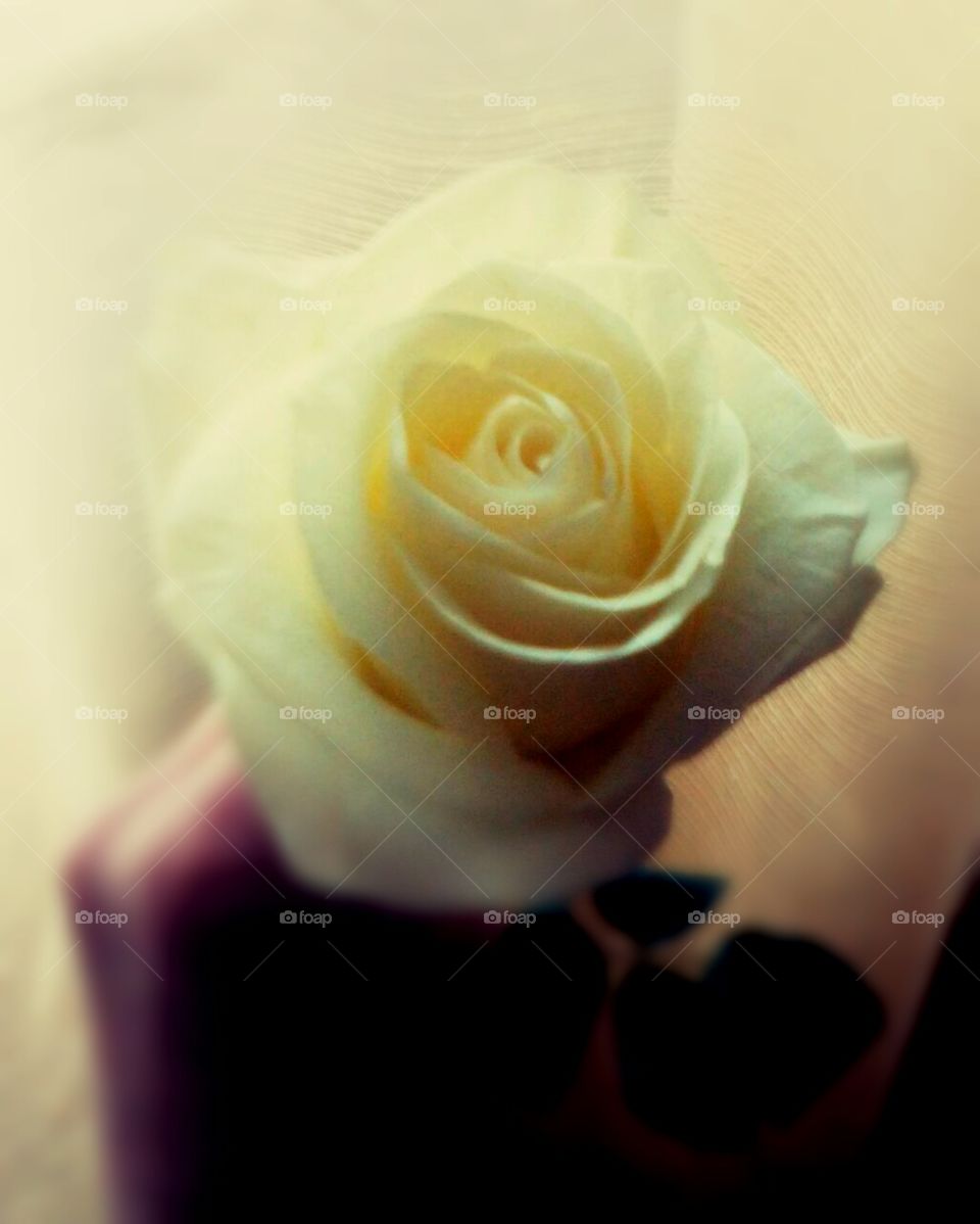 Pure. What can be more likable than a rose?  