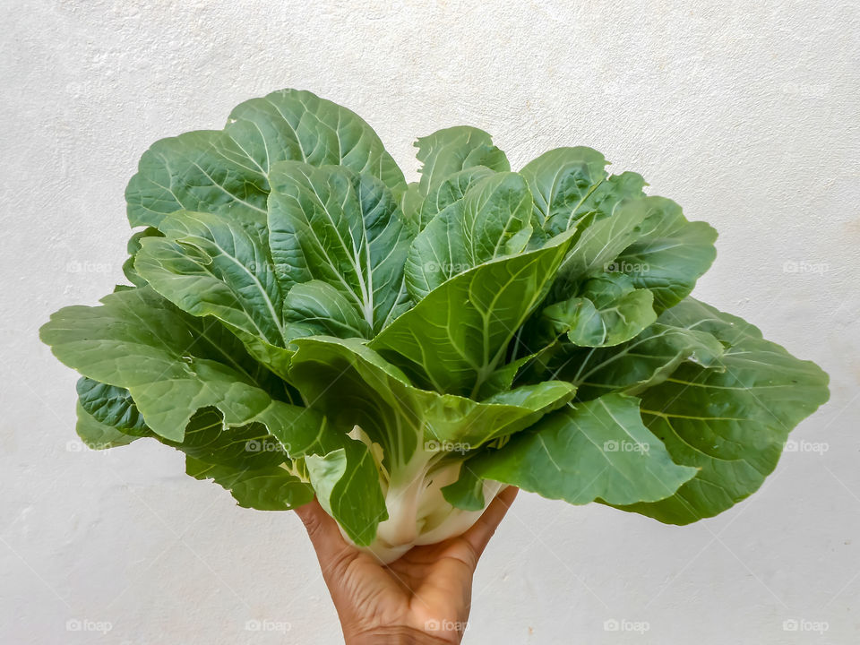 Chinese Cabbage Held Up