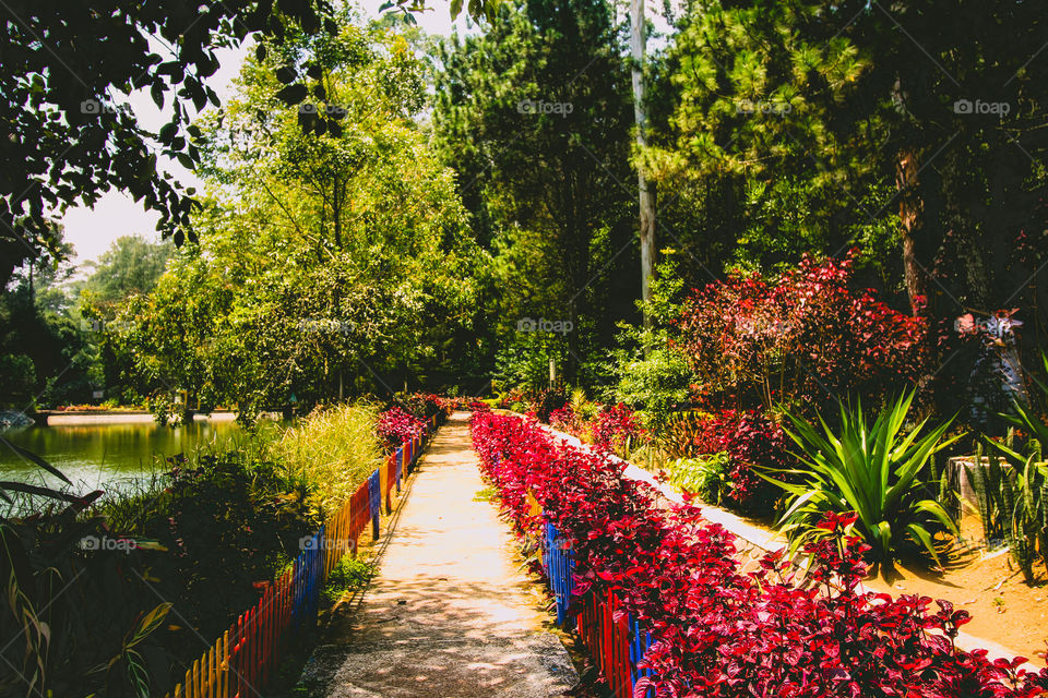 morning view in the park