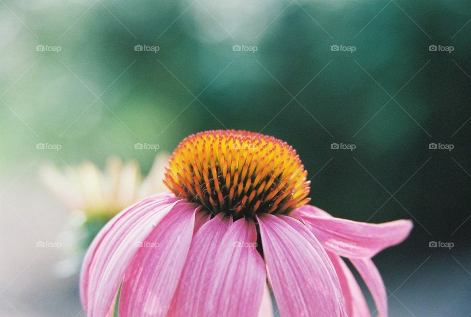 Echinacea