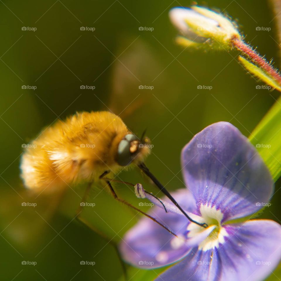 bee fly