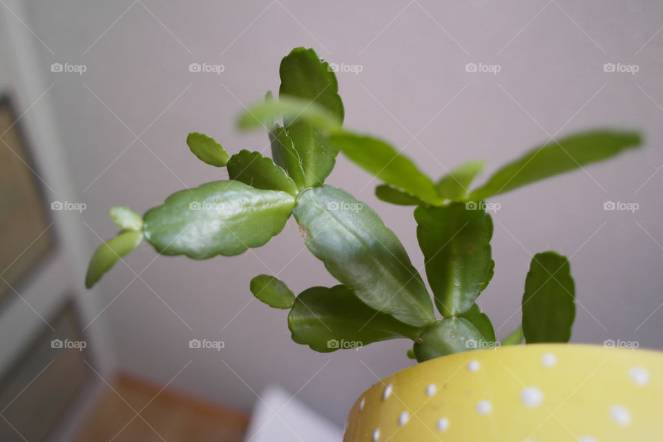 Low angle of a Christmas cactus 