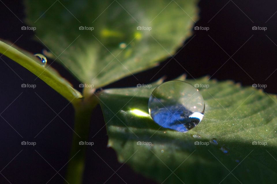 Water droplet