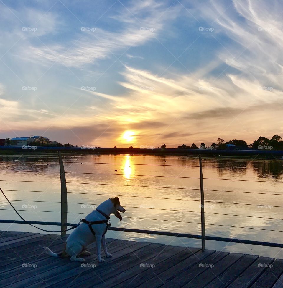 The dog and I enjoying a walk around the lake watching the sunset