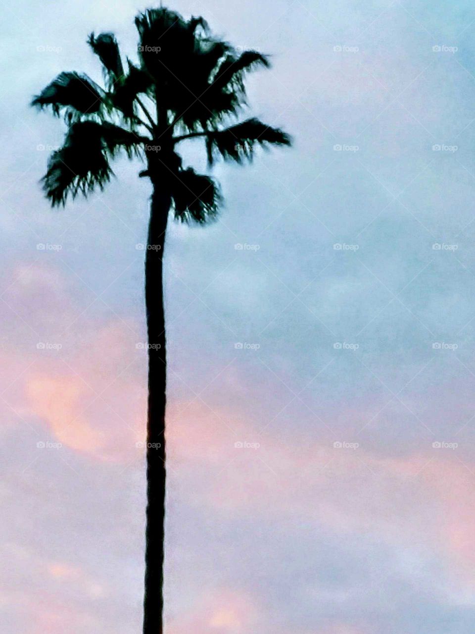 Backlit Palm Tree @ Dusk