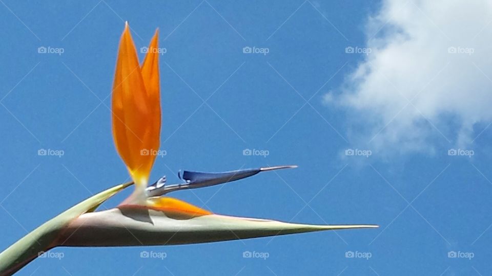 Soaring Bird of Paradise