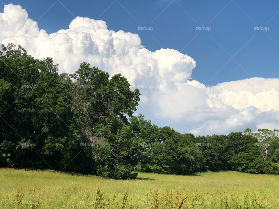 Clouds outlining the forest