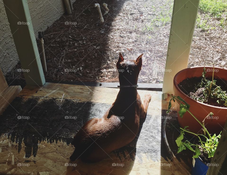 Little miss laying in the sun while I garden 