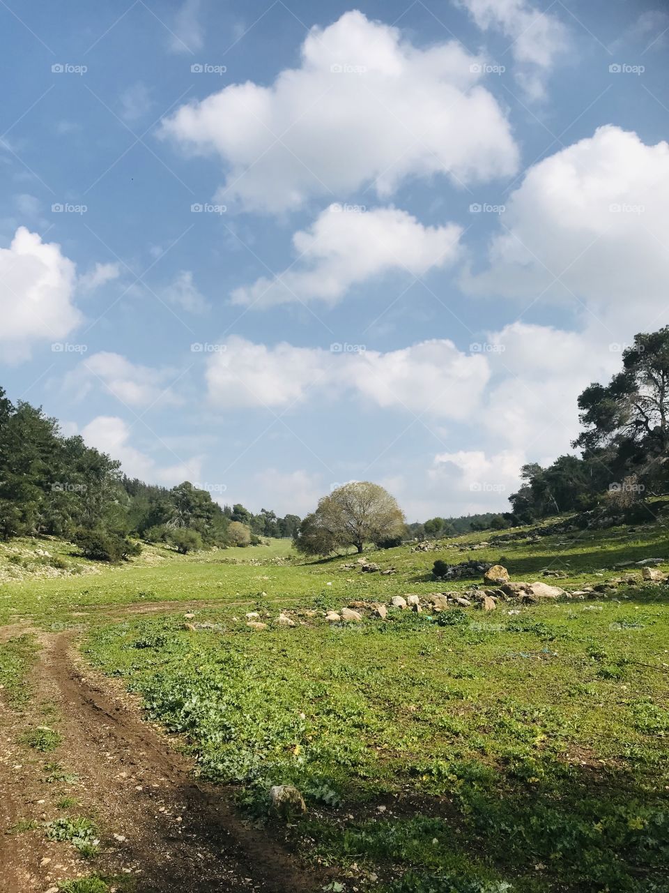 Beautiful nature photo at the forest of my town.