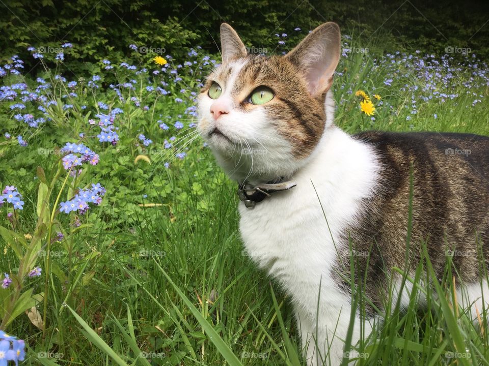 Cat. Cat in garden