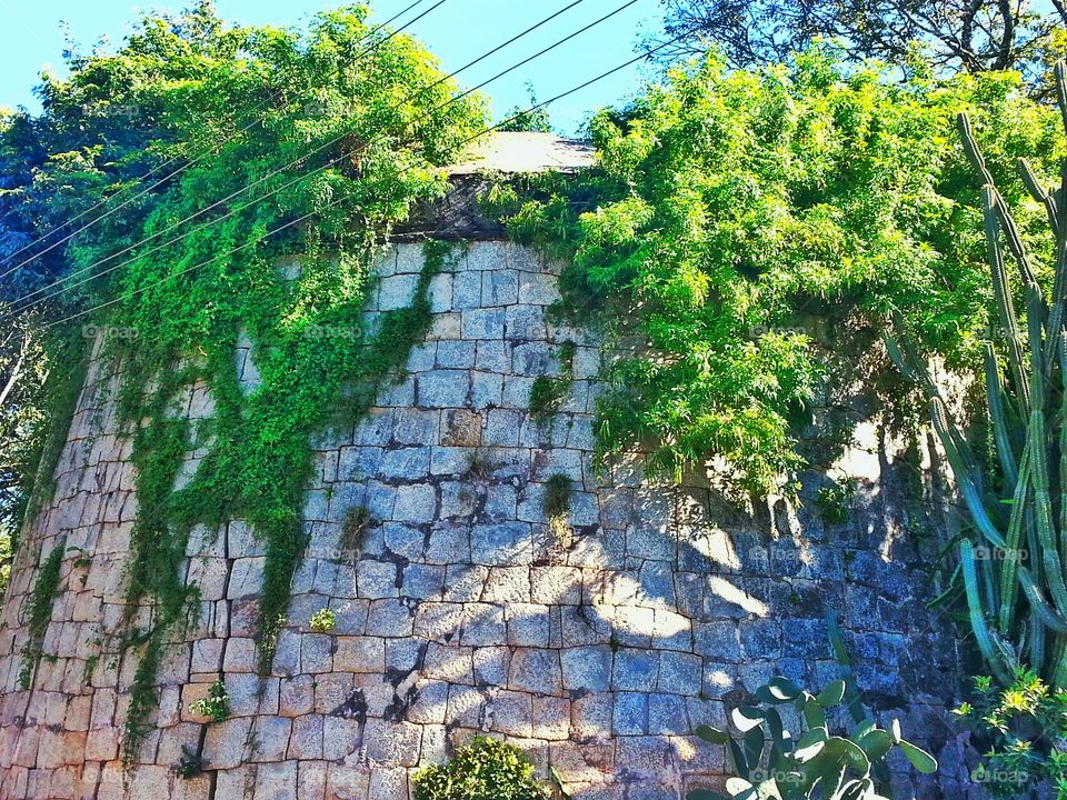 stone building. creeper to stone building