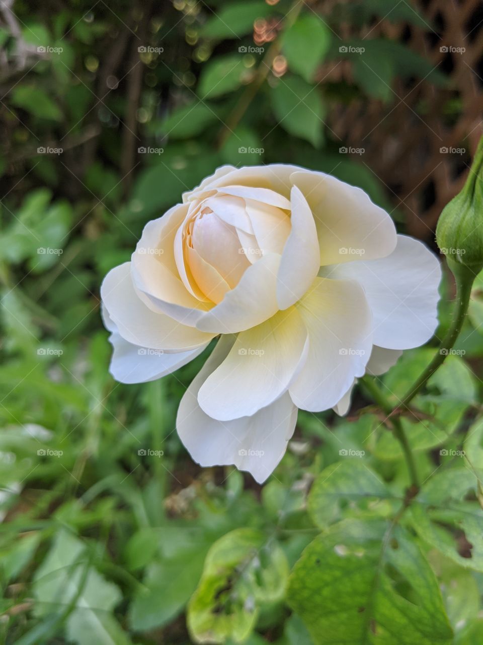 Yellow blooming rose