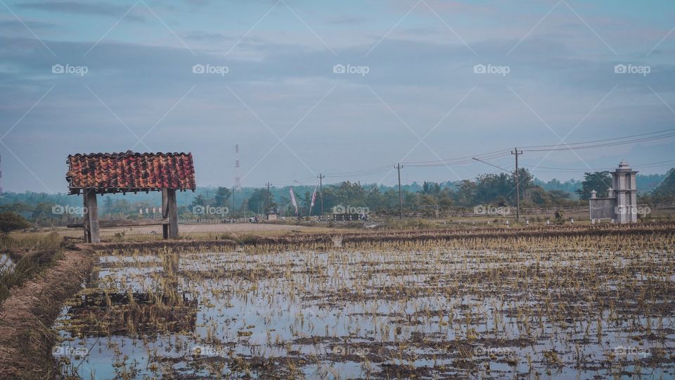 Rice fields purwerejo idonesia calm