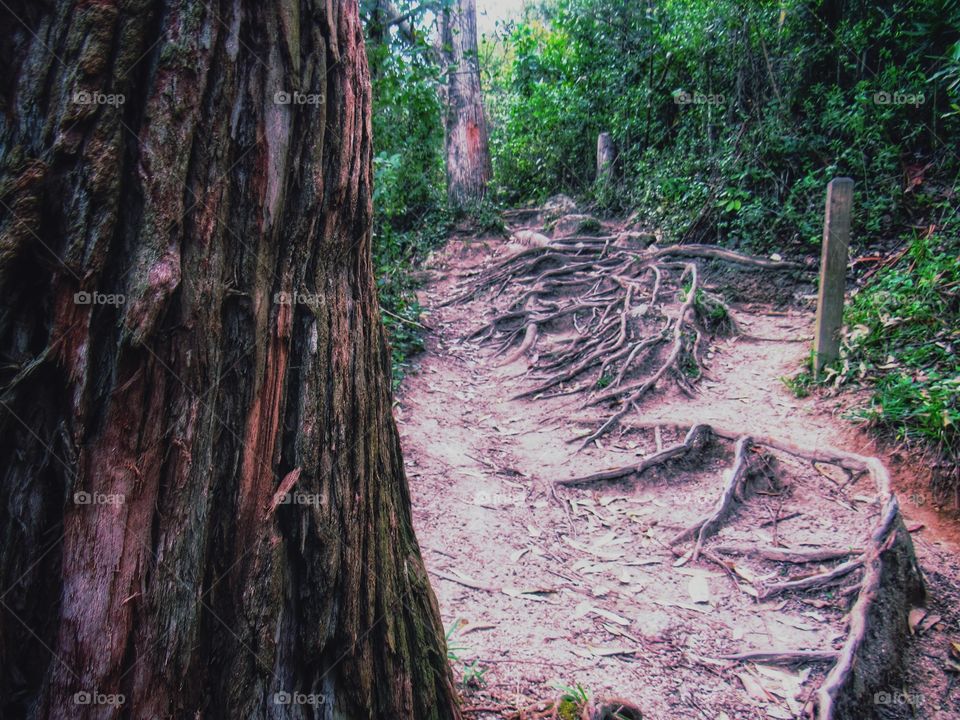 the roots of a tree and a trail(as raízes de uma árvore e uma trilha)