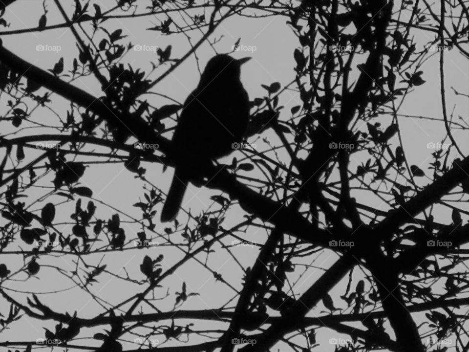 bird in tree