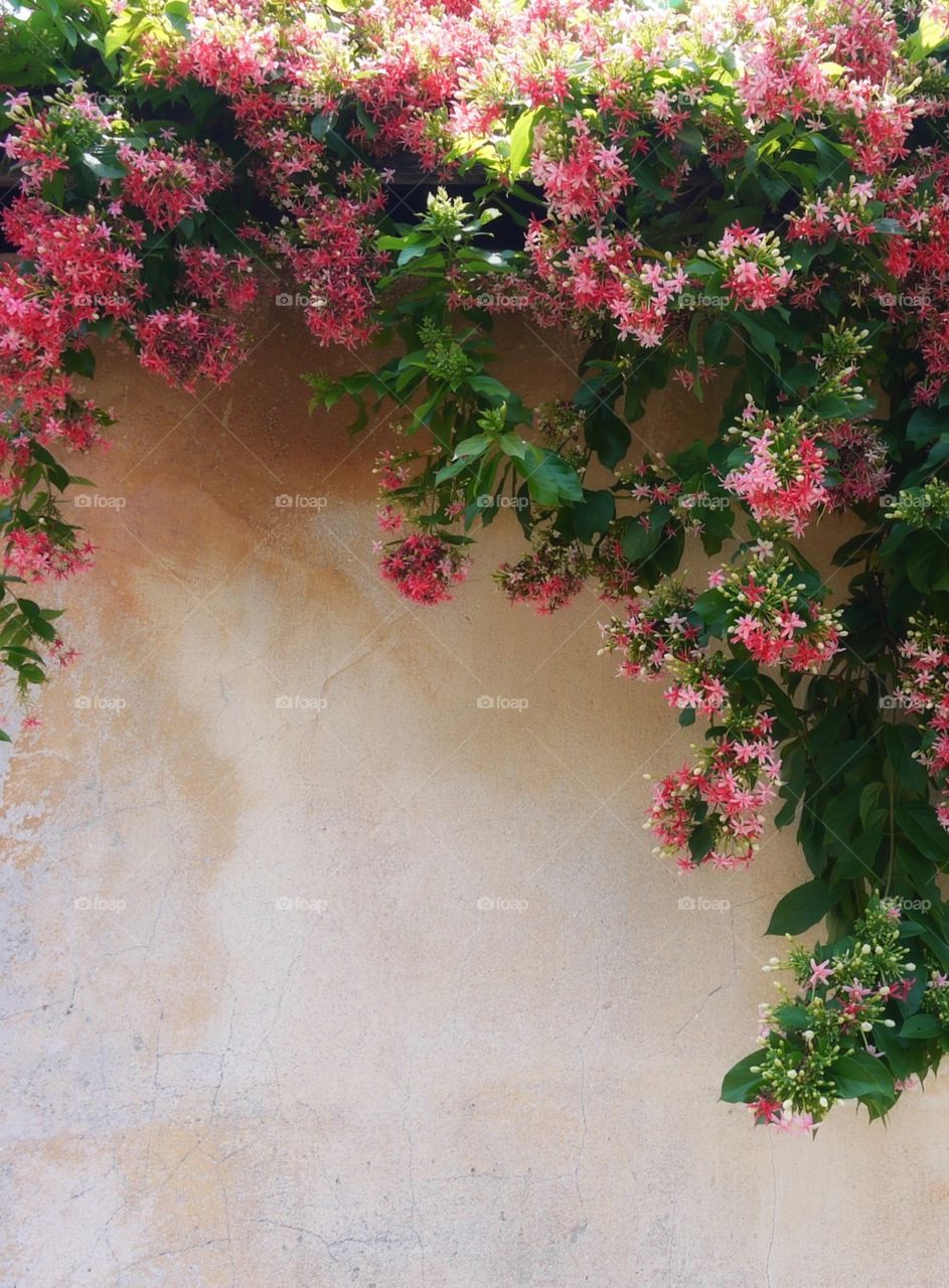 Beautiful pink flowers on the wall