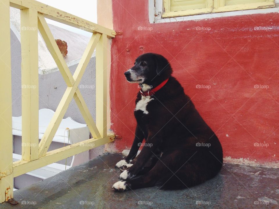 Close-up of black dog