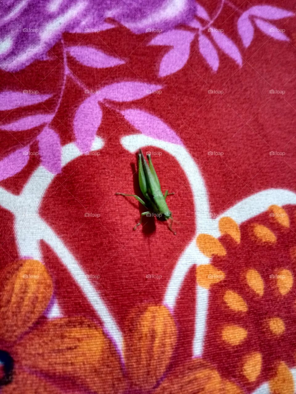 grasshopper at bed