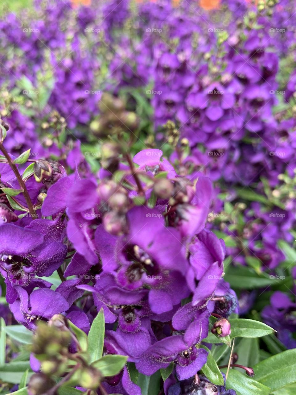 This is Spring!!! Beautiful flower, bird nesting, vegetable garden 