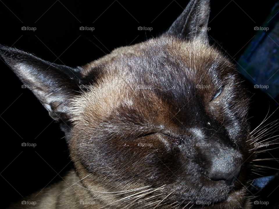 beautiful old sleepy Siamese cat