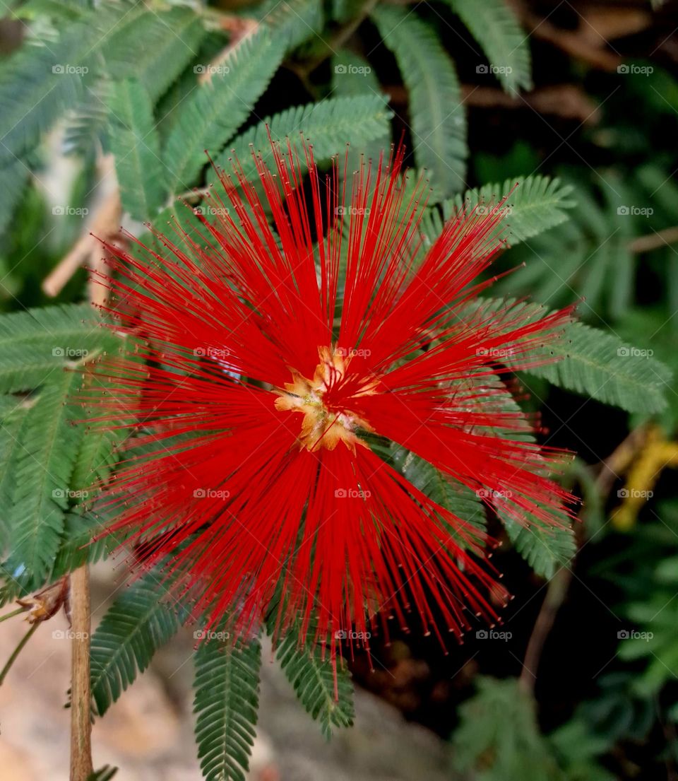 red flower