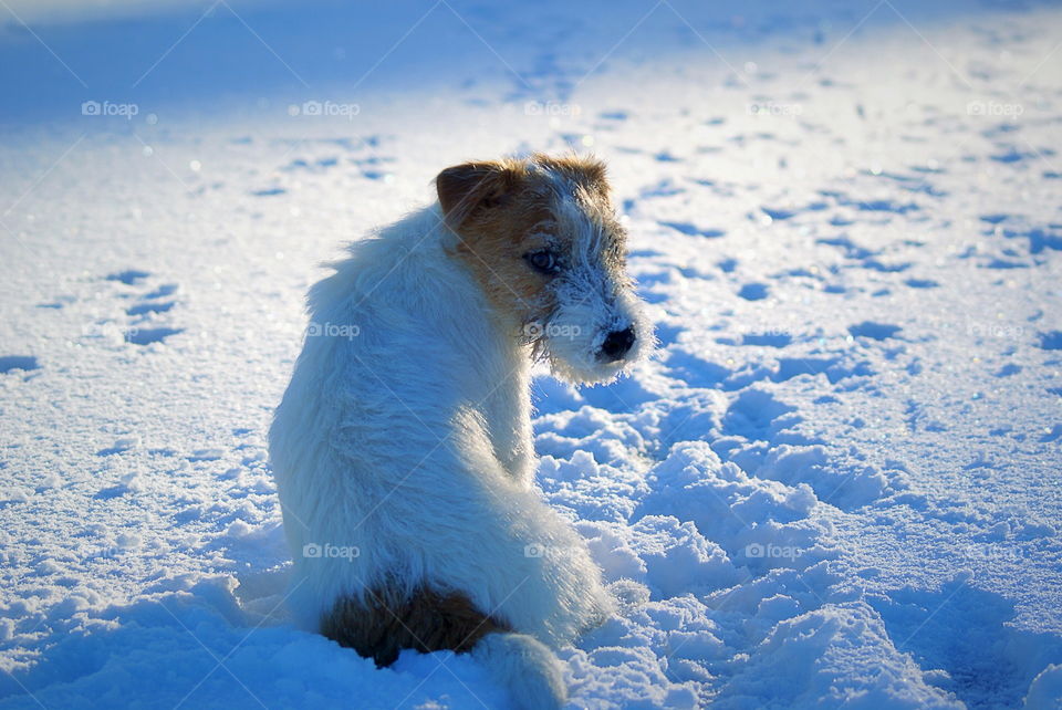 Dog in the snow